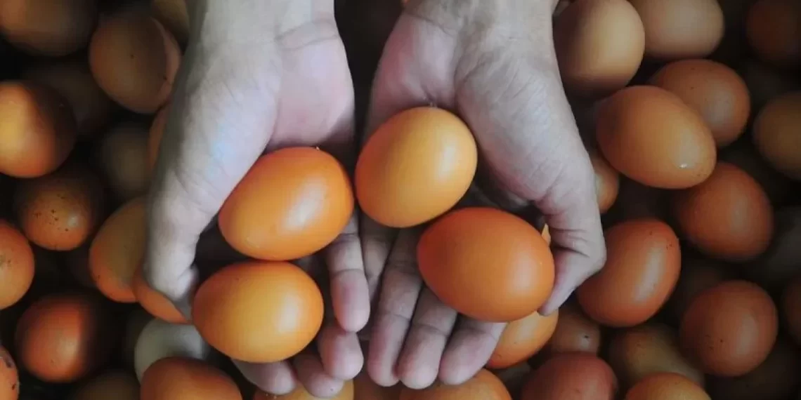 BPS: Telur ayam ras jadi komoditas penyumbang utama inflasi Maret 2024