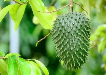 Manfaat Daun Sirsak, Mampu Atasi 12 Jenis Kanker