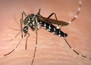 Kemenkes: Kasus Malaria RI Masih Tertinggi Kedua di Asia