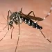Kemenkes: Kasus Malaria RI Masih Tertinggi Kedua di Asia