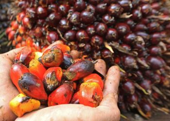 Pemerintah Indonesia Siap Kolaborasi Perdagangan dengan Mesir di Sektor Kelapa Sawit