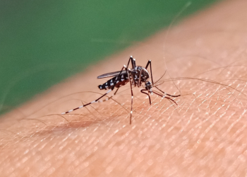 Dinkes DKI : Pelepasan Nyamuk Ber-Wolbachia Tak Gantikan Peran PSN