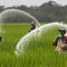 Mentan Ajak Petani Tebus Pupuk Subsidi yang Berlimpah