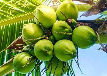 Asal Usul Aroma Pandan dari Kelapa Pandan Wangi