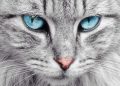 Cara Merawat Kucing Agar Bulu Indahnya Tetap Terjaga, Salah Satunya Perhatian Asupan Makanan