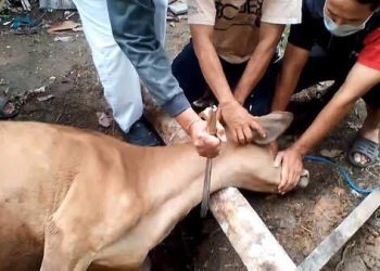 Waspada Antraks dan PMK, Berapa Lama Daging Kurban Boleh Disimpan? Ini Kata Pakar