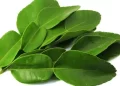Mengungkap Manfaat Daun Jeruk bagi Kesehatan