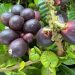 5 Manfaat Buah Matoa Bagi Kesehatan dan Kecantikan