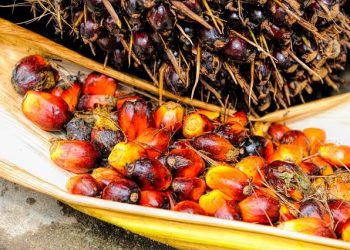 Harga CPO Naik Dua Hari Beruntun, Tapi Masih Tertekan Profit Taking