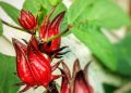 Meningkatkan Kebugaran Jantung, Ini Manfaat Bunga Rosella untuk Kesehatan