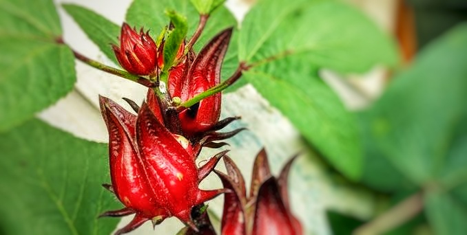 Meningkatkan Kebugaran Jantung, Ini Manfaat Bunga Rosella untuk Kesehatan