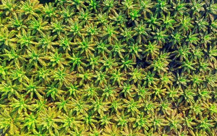 Harga CPO Naik di Bursa Malaysia, Ditopang Prediksi Penurunan Produksi