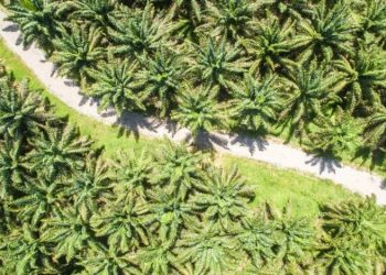 Harga CPO di Bursa Malaysia Melonjak, Berikut Faktor Pendorongnya