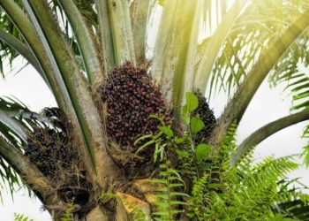 Harga CPO Naik Akibat Jumlah Produksi dan Perang Dagang