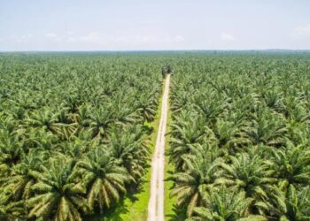 Harga CPO Terus Melemah, Kontrak Mei 2025 Turun ke RM4.070 per Ton