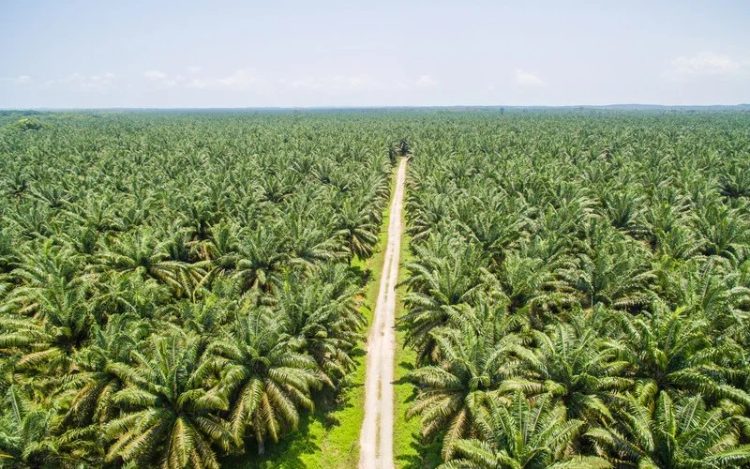 Harga CPO Terus Melemah, Kontrak Mei 2025 Turun ke RM4.070 per Ton