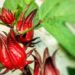 Meningkatkan Kebugaran Jantung, Ini Manfaat Bunga Rosella untuk Kesehatan