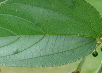Tanaman Ini Sama Seperti Ganja — Awalnya Trema Micrantha Blume hanya dianggap Rumput Liar