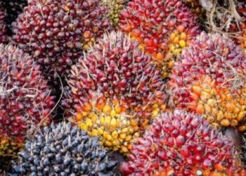 Harga CPO Naik Tajam Ditopang Produksi Rendah dan Penguatan Harga Kedelai