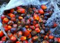 Kehilangan Potensi 1,6 Juta Ton Bioetanol dari Limbah Sawit