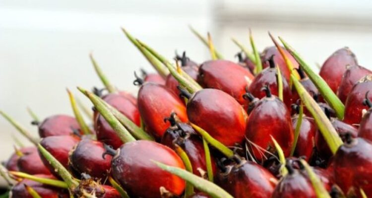 Harga CPO Kembali Melemah Akibat Ekspektasi Kenaikan Stok