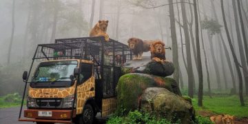 Harga Tiket Taman Safari Prigen Terbaru, Cek Sebelum Berkunjung