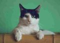 Pemilik Kucing Wajib Tahu, 5 Hal Sepele Ini Bisa Memicu Stres
