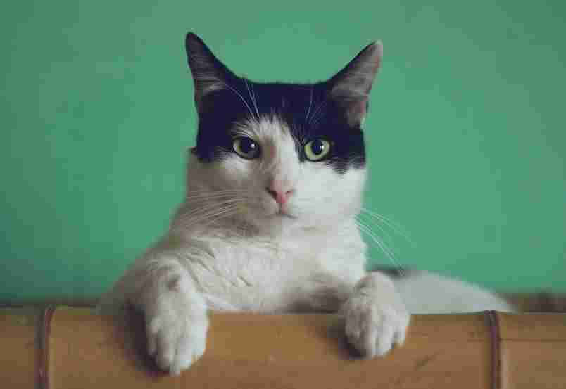 Pemilik Kucing Wajib Tahu, 5 Hal Sepele Ini Bisa Memicu Stres
